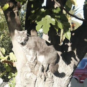 Meet your Posher, Sadie’s _